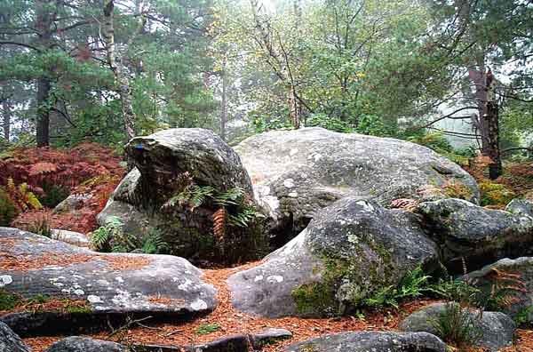 Dans la Forêt de Fontainebleau